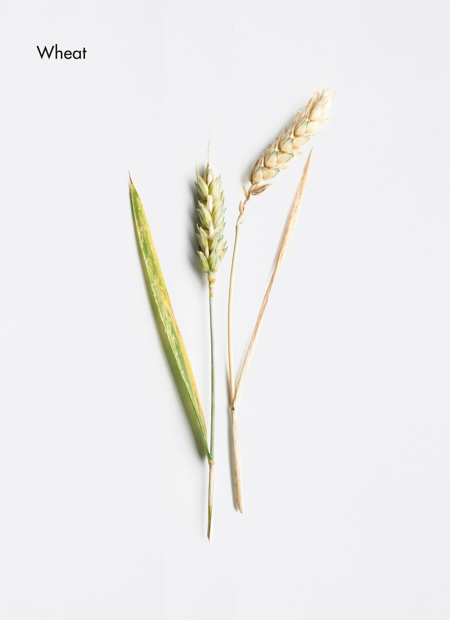 La Biosthétique Long Hair Protective Volumising Shampoo