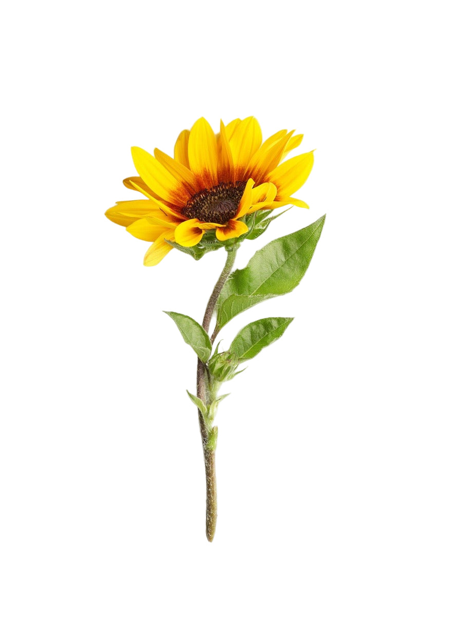 La Biosthétique Soleil After Sun Hydrating Hair Mask