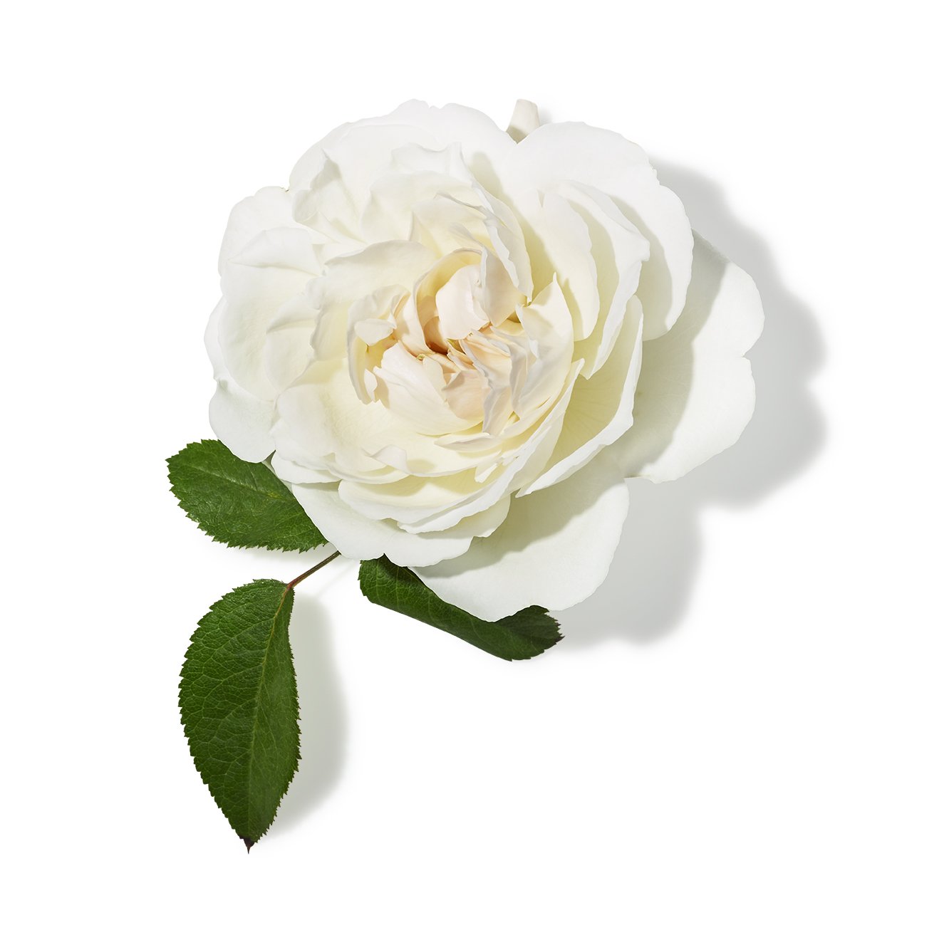 Toning Mist with Rose & Aloe by John Masters Organics