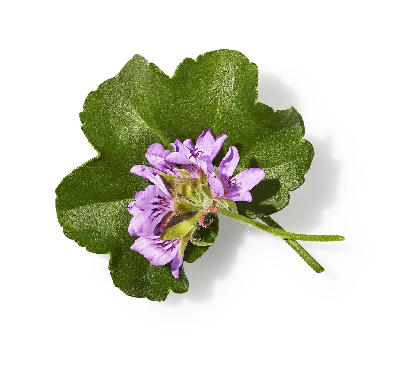 Body Milk with Geranium & Grapefruit by John Masters Organics
